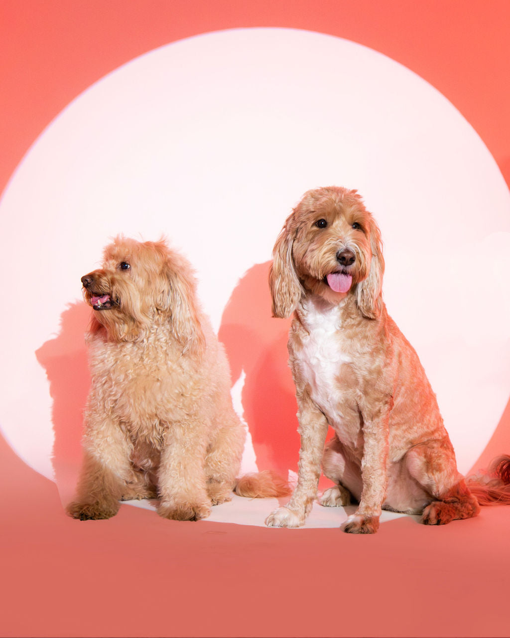 Two goldendoodle dogs, Paw-Rudd and Pawlina, sitting in spotlight against orange background